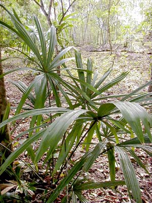 Sabal morrisiana